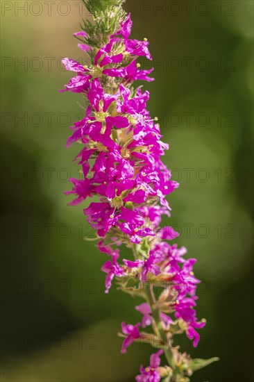 Close-up, inflorescence of Purple loosestrife (Lythrum salicaria) in sunlight, Neunkirchen, Lower Austria, Austria, Europe