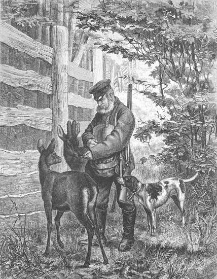 The park forester feeds the trusting deer in the nature park, 1895, Germany, Historical, digitally restored reproduction from a 19th century original, Record date not stated, Europe