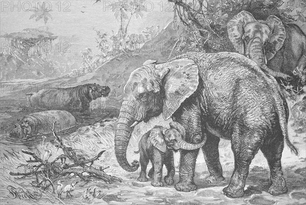 Hippos and African elephants in the wild, 1895, Historic, digitally restored reproduction from a 19th century original, Record date not stated