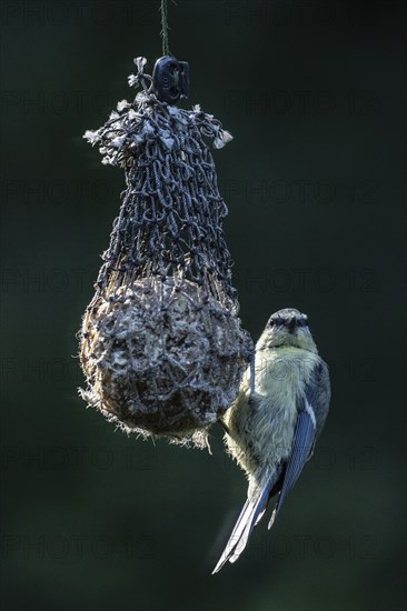 Blue tit (Parus caerulea) at a tit dumpling, Emsland, Lower Saxony, Germany, Europe