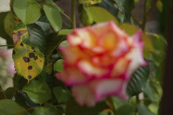 Black spot disease (Diplocarpon rosae), rose disease, fungal disease, fungus, black spot disease, summer, August, rose family (Rosaceae), rose (Rosa), garden, Schwäbisch Hall, Hohenlohe, Heilbronn-Franken, Baden-Württemberg, Germany, Europe