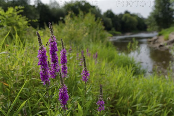 Green island in the Kocher valley near Schwäbisch Hall, Purple loosestrife (Lythrum salicaria), bee pasture, insect pasture, green lung, summer, August, Kocher, Schwäbisch Hall, Hohenlohe, Heilbronn-Franken, Baden-Württemberg, Germany, Europe