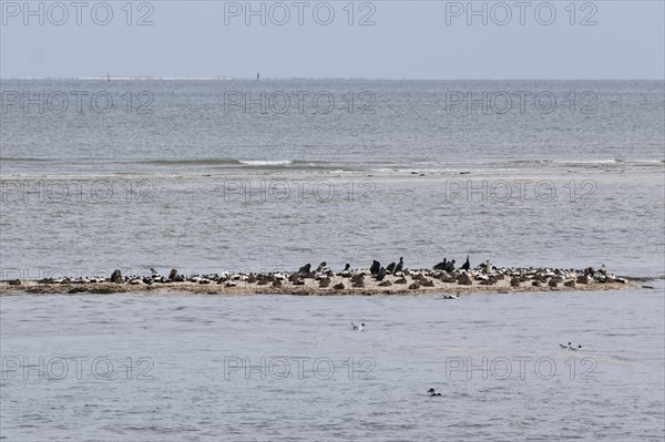 Ducks and birds on a sandbank at the Kniephaken, Wadden Sea National Park, Amrum, North Sea island, North Frisia, Schleswig-Holstein, Germany, Europe