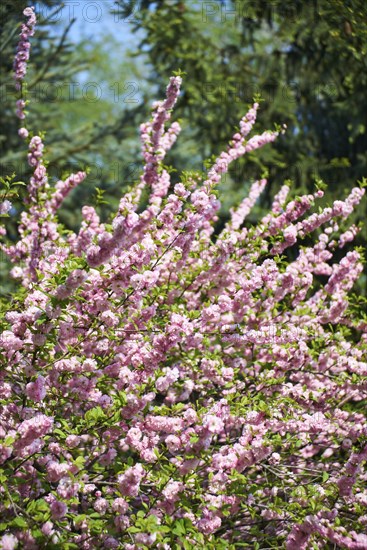 Japanese cherry blossom cherry sakura