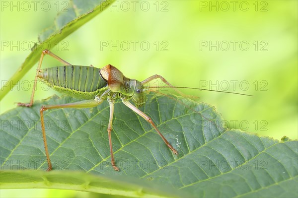 Steppe saddle grasshopper, saddle-backed bush cricket (Ephippiger ephippiger), male, Long-winged grasshopper, Red List of Germany, Species of Special Concern, Critically Endangered, Dortebach Valley Nature Reserve, Moselle, Rhineland-Palatinate, Germany, Europe