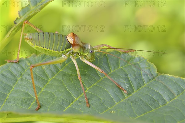 Steppe saddle grasshopper, saddle-backed bush cricket (Ephippiger ephippiger), male, Long-winged grasshopper, Red List of Germany, Species of Special Concern, Critically Endangered, Dortebach Valley Nature Reserve, Moselle, Rhineland-Palatinate, Germany, Europe