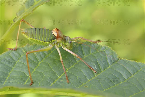 Steppe saddle grasshopper, saddle-backed bush cricket (Ephippiger ephippiger), male, Long-winged grasshopper, Red List of Germany, Species of Special Concern, Critically Endangered, Dortebach Valley Nature Reserve, Moselle, Rhineland-Palatinate, Germany, Europe