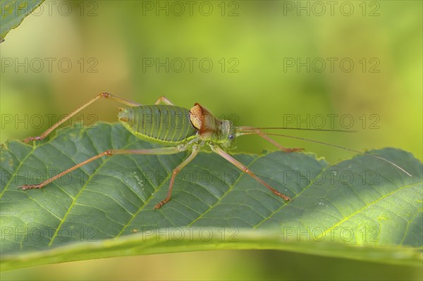 Steppe saddle grasshopper, saddle-backed bush cricket (Ephippiger ephippiger), male, Long-winged grasshopper, Red List of Germany, Species of Special Concern, Critically Endangered, Dortebach Valley Nature Reserve, Moselle, Rhineland-Palatinate, Germany, Europe