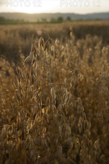 Grain field with oats in the evening light, summer, July, field, agriculture, agriculture, Schwäbisch-Franconian Wald nature park Park, Schwäbisch Hall, Hohenlohe, Heilbronn-Franken, Baden-Württemberg, Germany, Europe