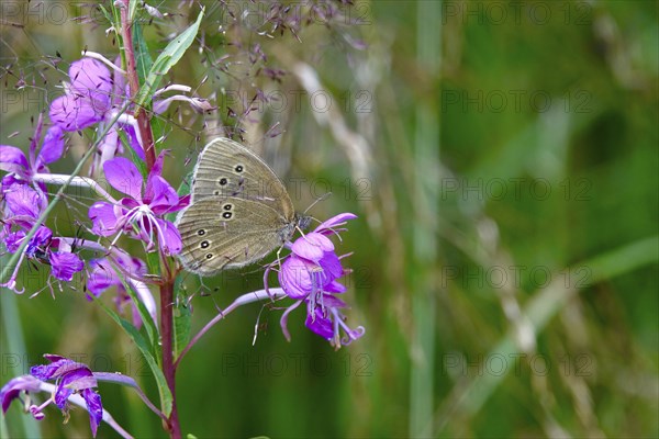 Ringlet (Aphantopus hyperantus), summer, Saxony, Germany, Europe