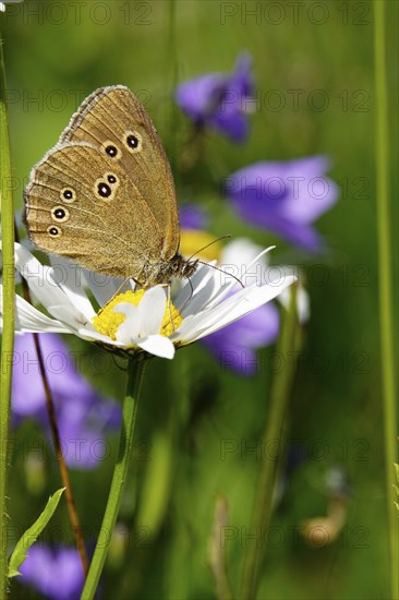 Ringlet (Aphantopus hyperantus), summer, Saxony, Germany, Europe