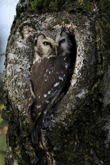 Tengmalm's owl (Aegolius funereus), Great Horned Owl, adult, on tree, alert, in autumn, at tree hollow, Sumava, Czech Republic, Europe