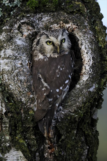 Tengmalm's owl (Aegolius funereus), Great Horned Owl, adult, on tree, alert, in autumn, at tree hollow, Sumava, Czech Republic, Europe