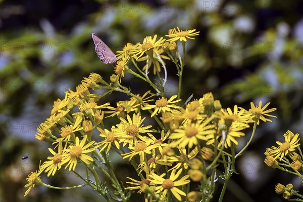 Butterfly, brown woodland bird (Aphantopus hyperantus), on alpine ragwort (Jacobaea alpina), Allgäu, Swabia, Baden-Württemberg, Germany, Europe