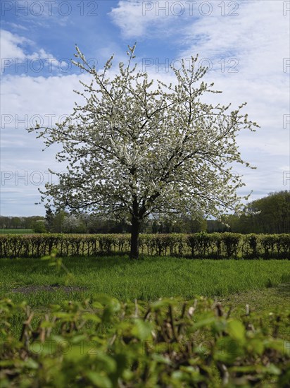 Landscape with cherry tree (Prunus avium) in blossom, Lower Rhine, North Rhine-Westphalia, Germany, Europe