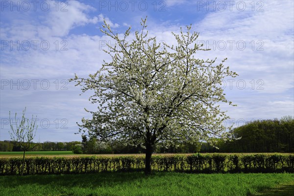 Landscape with cherry tree (Prunus avium) in blossom, Lower Rhine, North Rhine-Westphalia, Germany, Europe