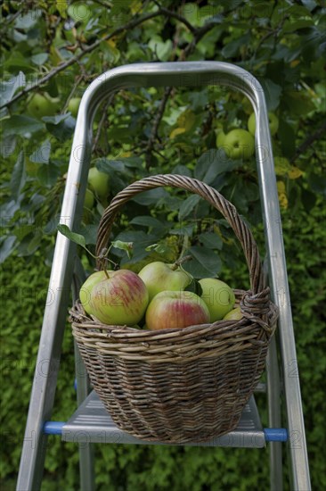 Wicker basket filled with the apple variety James Grieve, fruit harvest, apple harvest, apple, food, fruit, ladder, garden, Schwäbisch Malus halliana, Hohenlohe, Heilbronn-Franken, Baden-Württemberg, Germany, Europe