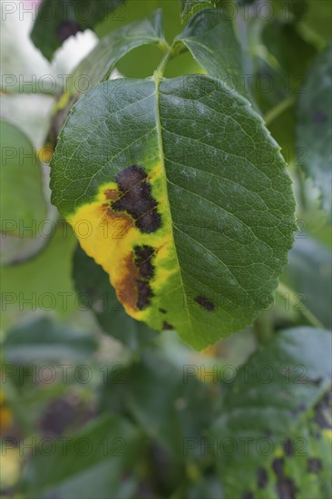 Rose leaf affected by rose sooty mould, black spot, fungus, fungal disease, disease, rose (Rosa), rose disease, rose plant, Schwäbisch Hall, Hohenlohe, Heilbronn-Franken, Baden-Württemberg, Germany, Europe