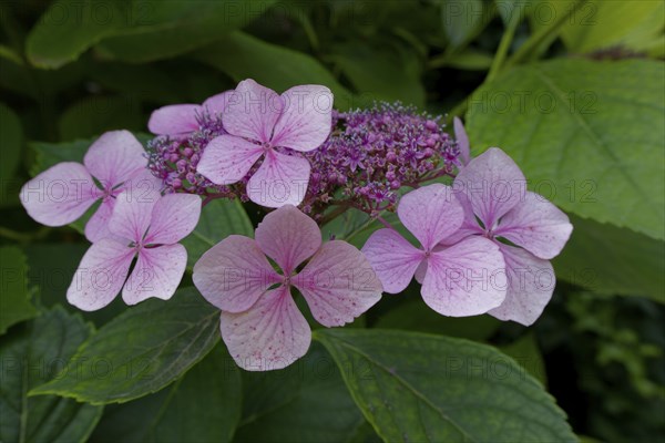 Flowering plate hydrangea, hydrangea, ornamental plant, garden plant, garden decoration, decoration, Schwäbisch Hall, Hohenlohe, Heilbronn-Franken, Baden-Württemberg, Germany, Europe