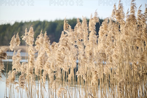 Common reed (Phragmites australis) seeds, detail, Upper Palatinate, Bavaria, Germany, Europe