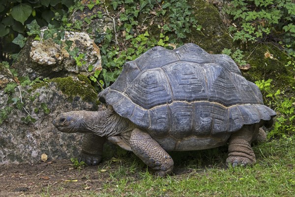 Aldabra giant tortoise (Aldabrachelys gigantea) (Testudo gigantea) native to the islands of the Aldabra Atoll in the Seychelles