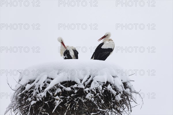 Pair of white storks in their winter nest, white stork (Ciconia ciconia), winter, Göggingen, Krauchewies, Upper Danube Nature Park, Baden-Württemberg, Germany, Europe