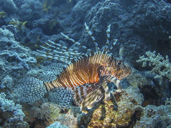 Pacific red lionfish (Pterois volitans), dive site wreck of the Dunraven, Red Sea, Egypt, Africa