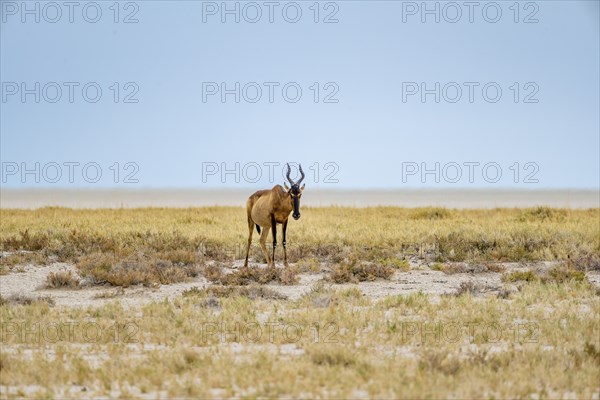 Lone sassaby (Damaliscus lunatus) in dry savannah at the Etosha salt pan, Etosha National Park, Namibia, Africa