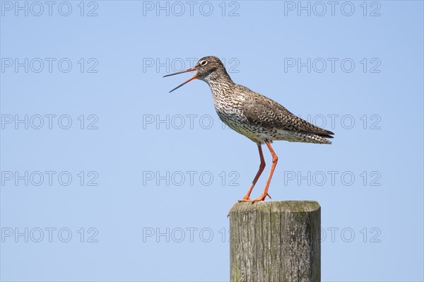 Common redshank (Tringa totanus) with open beak sitting on a fence post, Hallig Hooge, Wadden Sea, Schleswig-Holstein, Germany, Europe