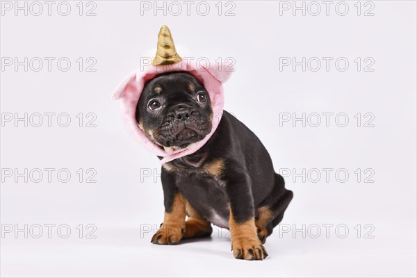 Tan French Bulldog dog puppy with cute pink unicorn hat with golden horn