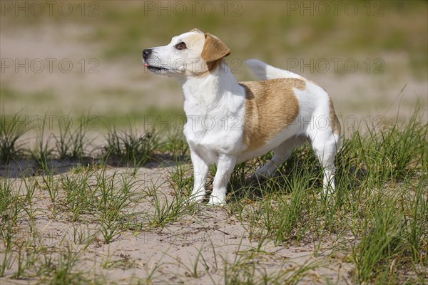 Dog, Jack Russell Terrier, Dog breed, Domestic dog (Canis lupus familiaris), Portrait, Schleswig-Holstein, Germany, Europe