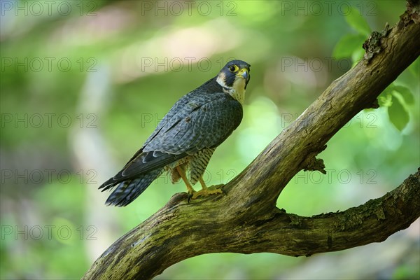 Peregrine Falcon (Falco peregrinus), adult sitting on branch in forest, Bohemian Forest, Czech Republic, Europe