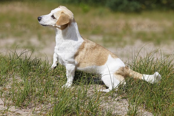 Dog, Jack Russell Terrier, Dog breed, Domestic dog (Canis lupus familiaris), Schleswig-Holstein, Germany, Europe