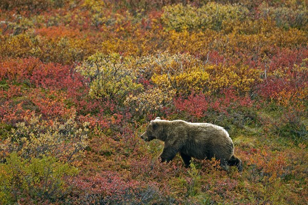 Grizzly bear (Ursus arctos horribilis) striding across the autumn-coloured tundra with a view of the coloured berry bushes, Denali National Park, Alaska, USA, North America