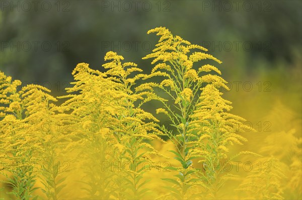 Canada goldenrod (Solidago canadensis), composite plants (Asteraceae), Rulfingen, Mengen, Upper Danube nature park Park, Rulfingen, Baden-Württemberg, Germany, Europe