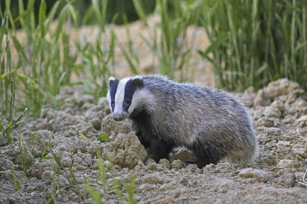 Young European badger (Meles meles) juvenile foraging in field, farmland at dusk in spring