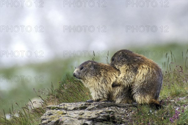 Two Alpine marmots (Marmota marmota) mating on rock, Gran Paradiso National Park, Italian Alps, Italy, Europe