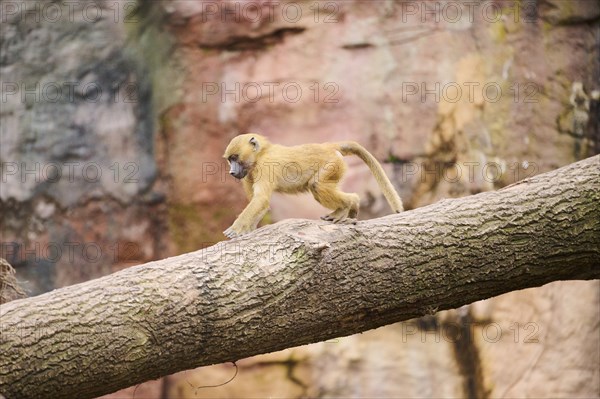 Guinea baboon (Papio papio) running on a tree, Bavaria, Germany Europe