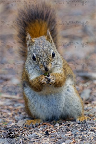 Common Canadian red squirrel (Tamiasciurus hudsonicus) sitting on the ground, eating, tail attached to body, Yukon Territory, Canada, North America