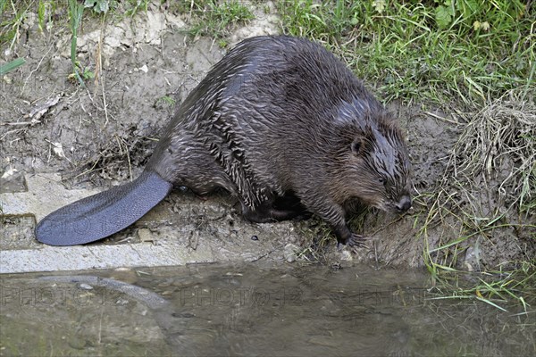 Eurasian beaver, european beaver (Castor fiber) standing on the river bank, Freiamt, Canton Aargau, Switzerland, Europe