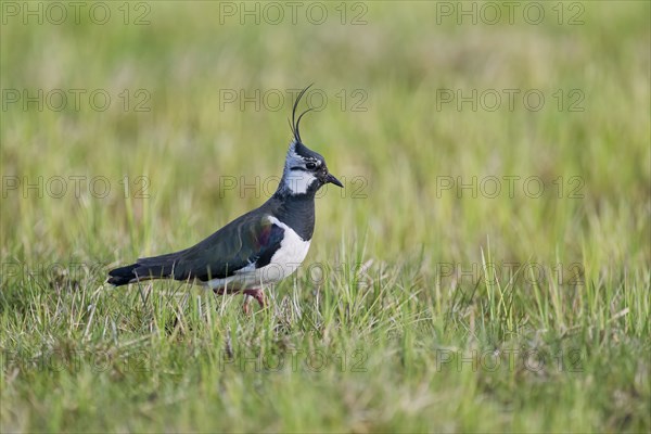 Northern lapwing (Vanellus vanellus), Lower Saxony, Germany, Europe