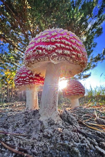 Red fly agaric (Amanita muscaria), poisonous mushroom, red cap with white spots, lucky mushroom, fruiting body, poisonous alkaloids muscimol and ibotenic acid, beadling relative, lamellae, spore dust, occurrence in coniferous and deciduous forests, poisoning, mushroom counselling, deep dump, post-mining landscape, Saxony-Anhalt, Germany, Europe