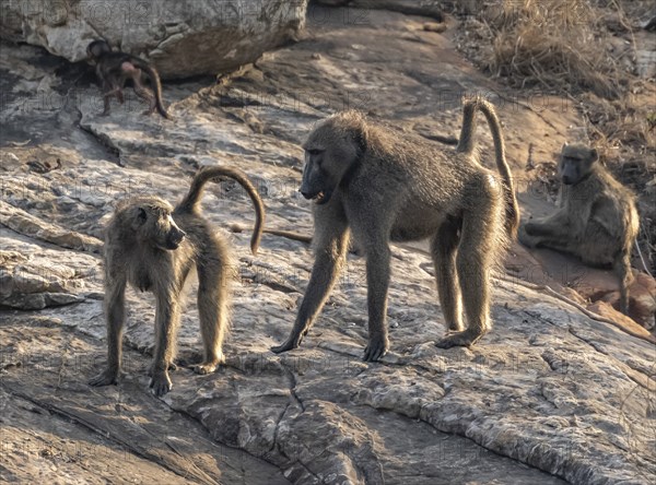 Chacma baboons (Papio ursinus), adult with cubs, Kruger National Park, South Africa, Africa