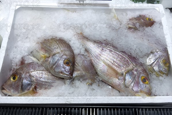 Red sea bream (Pagellus erythrinus) Sea bream Dorade Rosé on ice in refrigerated counter Fish counter from fishmonger Fish sales, food trade, wholesale, fish trade, fish market, speciality shop, Germany, Europe