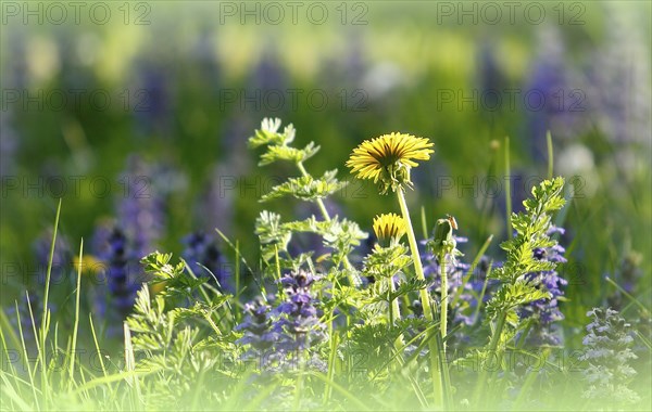 Flowering common dandelion (Taraxacum), in flowering meadow, North Rhine-Westphalia, Germany, Europe