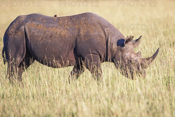 Black rhinoceros (Diceros bicornis) walking in high grass on the savanna, Maasai Mara National Reserve, Kenya, Africa