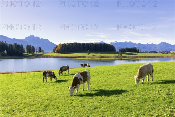 Cows in a meadow, at the Forggensee, pasture, AllgÃ¤u Alps, AllgÃ¤u, Bavaria, Germany, Europe