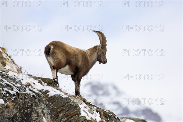 Alpine ibex (Capra ibex) young male foraging on mountain slope in the snow in winter, Gran Paradiso National Park, Italian Alps, Italy, Europe