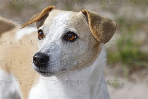 Dog, Jack Russell Terrier, Dog breed, Domestic dog (Canis lupus familiaris), Portrait, Schleswig-Holstein, Germany, Europe