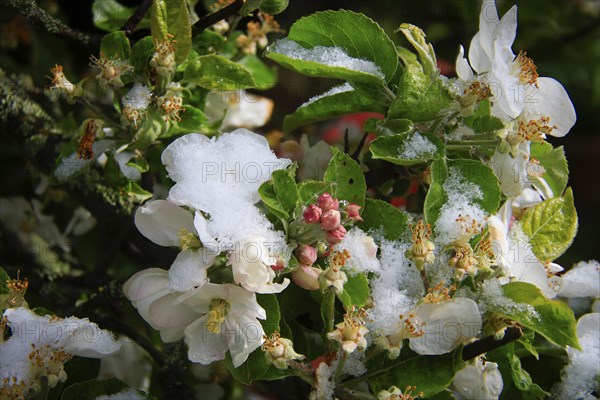 Apple blossoms on a tree in an orchard in the Eastern Ore Mountains. A cold snap led to late snowfall in the low mountain range and jeopardised numerous crops. However, snow also protects the blossoms, as it cannot get lower than zero degrees under the snow cover, Bannewitz, Saxony, Germany, Europe